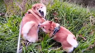 When Walks Turn Into Wild Shiba Inu Games