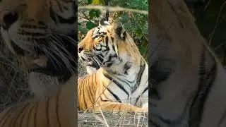 अडेगाव गेट Katrina Tigress with Her 2 Male Cubs | Rare Sighting at Bor Tiger Reserve 🐯​