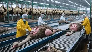 Inside the Ostrich-Leather Factory: From Farm to Luxury Clothing!