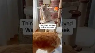 Waffles says it&rsquo;s none of your business Maple! #pets #shorts
