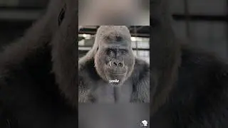 Эта горилла умеет рисовать!🦍🎨 #шорты #фильм #видео
