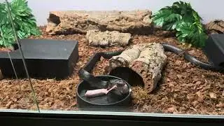 Eastern Indigo Snake Feeding. Drymarchon Couperi