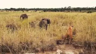 Lions try to surprise Elephants in Serengeti
