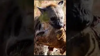 Best  wild life photography  #satisfying #reels #shorts #respect #relaxing