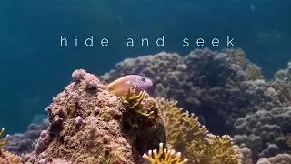 SECORE's DIVE IN &ndash; Hide and Seek