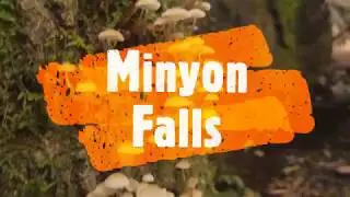 Minyon Falls - Nightcap National Park