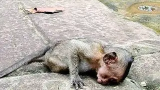 Poor Baby Monkey Lori Very Drowsy, Pity Baby Lori Very Tired.