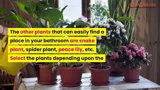 Best Bathroom plants ideas that can remove toxins - Air-purifying plants