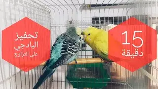 اقوى تحفيز لطيور البادجي أقوى أصوات البادجي المحفزة 😍🐦