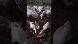 Geese Relaxing and Feeding by the Countryside Pond #countryside #relaxing #feeding #video #shorts
