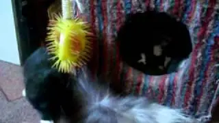 Cats Cave