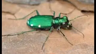 Speedy Predators  The Fascinating Tiger Beetles! VEED