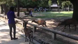 Brutal deer attack - Nara, Japan
