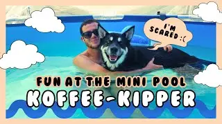 KOFFEE THE SIBERIAN HUSKY TRIES THE MINI POOL