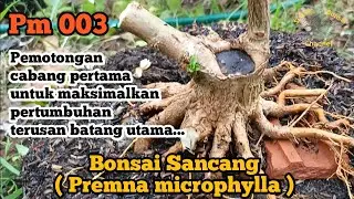 Bonsai Sancang Pm 003...Pemotongan cabang pertama untuk maksimalkan pertumbuhan terusan batang utama