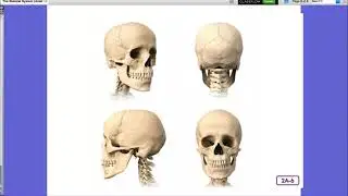 The Skeletal System   Axial Bones