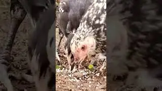 #birds #animals #animalshorts #chicken #chickenvideo #animalsfeeding