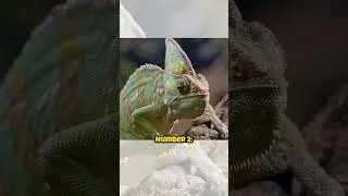 Top 5 Fastest Attack Moves in Nature #FastestAnimalAttacks, #NatureSpeed, #WildlifeStrikes
