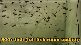 Fish room full update (new fish)
