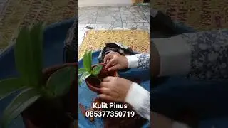 Rekomendasi media tanam anggrek cekidot