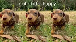 Trending!!! There's Nothing Cuter Than... Cute Little Puppy