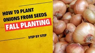 Plant Onions from Seed this Fall! 🌱 Easy Steps for a Bountiful Harvest!