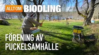 Förening av puckelsamhälle på våren | Biodling