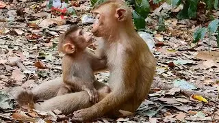 How to Sweet ___ Abandoned Monkey Zuri is KISSING monkey Amanda so wonderful & Zuri seems Like him