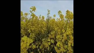 Rapeseed plant farm beautiful nature UK England Lincoln