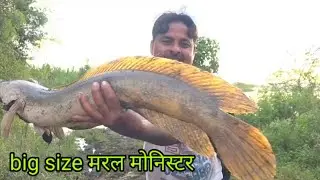 Big size मरल फुल साइज लाजवाब शिकार 🐸 nice snake hand big size nice hunting#fishing 😱😱👍