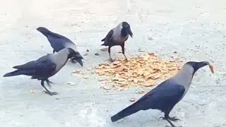 Crows eating food | Crow 1212