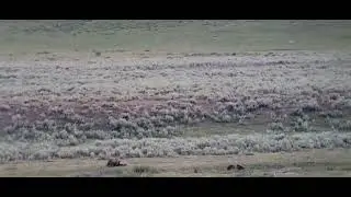 Adult Grizzley & Cub in Lamar Valley 7/10/25