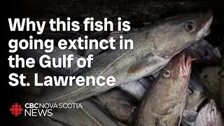 Atlantic cod population continues to decline