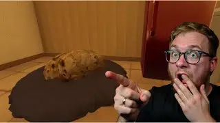 I Tried Pet Sitting a 