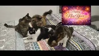 Happy New Year from Animal Rescue League
