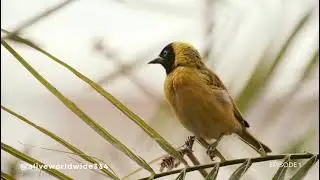 Incredible Nest-Building Skills of the Weaver Bird$#foryou #weaverbirds #nestbuilding #viral #birds