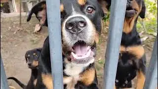  Rottweilers Dog Best Companion #diykrazzy #dog #puppy #rottweiler 