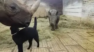 Cat Playing With Rhino  - 975586