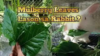 Mulberry Leaves magandang pakain sa alaga nating Rabbit?