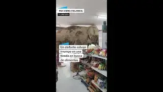 Un elefante salvaje entra en una tienda de alimentaci&oacute;n en Tailandia #shorts