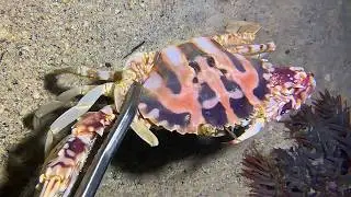 Diving to catch seafood, look how many I caught!！QU0103 #diving #fishing #lobster