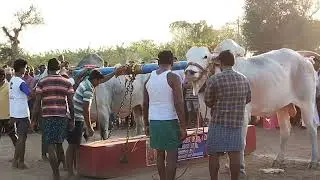 Ongole jaati Bulls @pointblock24