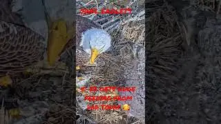 M-15 provides much needed FEAST for Little E - 🐟💜🐥 #swfl #eagles
