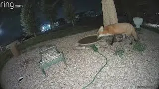 Colorado Critters 283 (The Skunk evades the Fox)