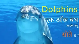 जानवर कैसे सोते है ? !! Sleep cycle of animal kingdom explained