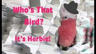 Galah Cockatoo dances to music!   #Madonna #Galah #DancingBird #funny #whosthatgirl #cockatoo #cute
