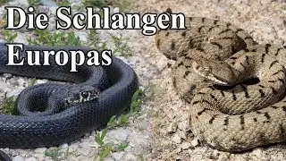 Aspisviper, Ringelnatter, Zornnatter - Schlangen Europas