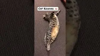 Cute cat greeting today!  Yes I sing to cats from time to time. #catsittingspecialist #cats