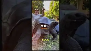 Meet Jonathan, the 190-Year-Old Tortoise! 🐢