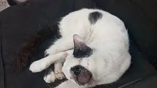 Kawawang Stray Cat 😺 | Hidden Vlogs 